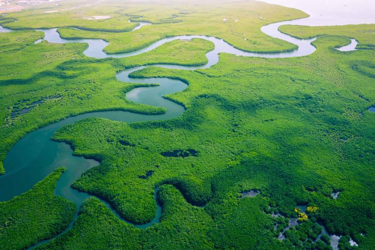 Mangrove, vue aérienne